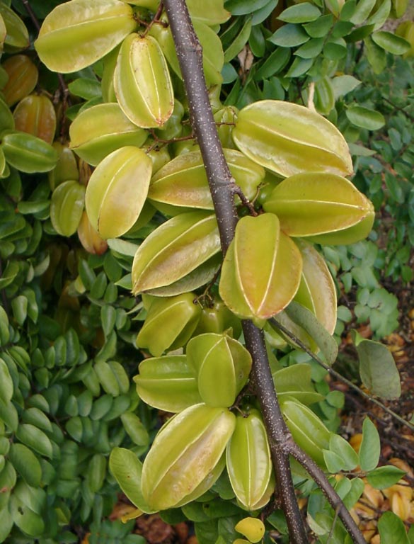 astarfruit4web.jpg