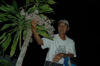 a-cny-flower.jpg