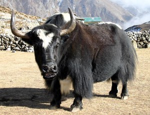 yakky