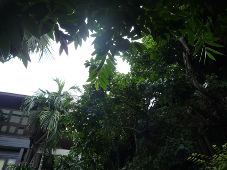 Yantarasri Trees