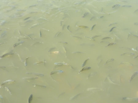 Lake Gardens 9d
