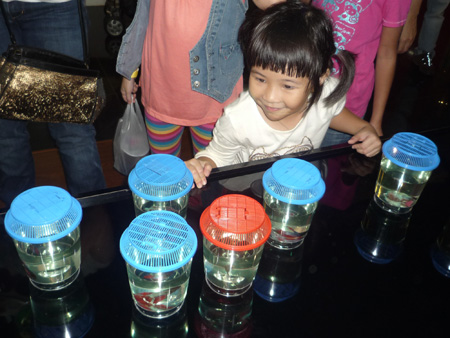 Fishes as Pets