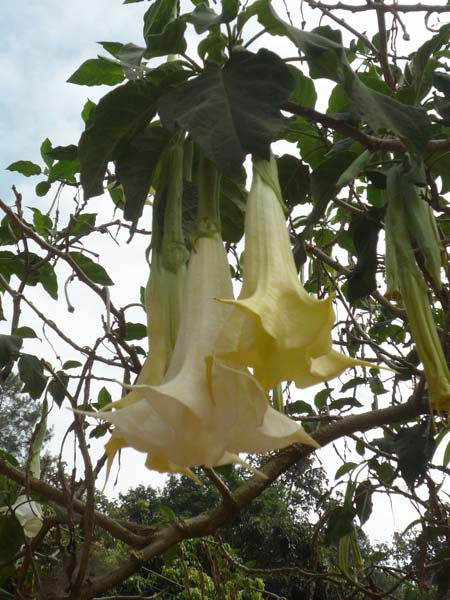 CM Bell Flower upside down