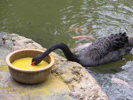 Bird Park 11