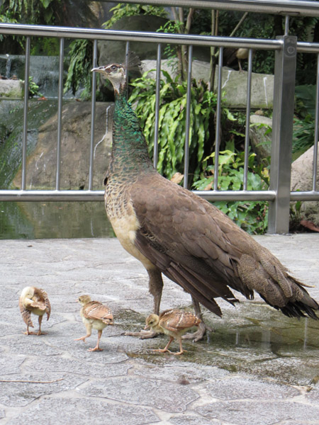 Bird Park 12