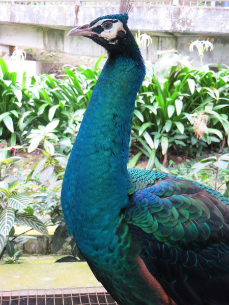 Bird Park 13