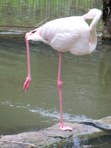 Bird Park 17