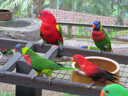 Bird Park 19