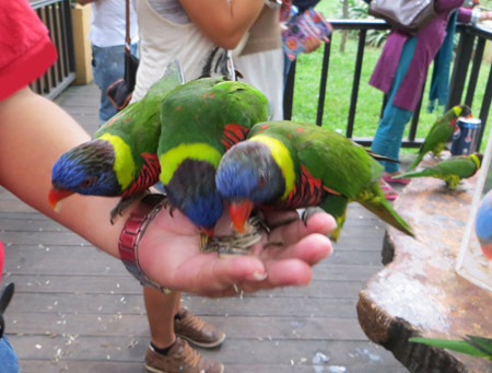 Bird Park 21
