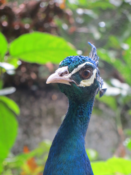 Bird Park 7