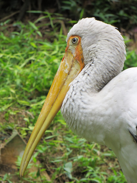 Bird Park 8