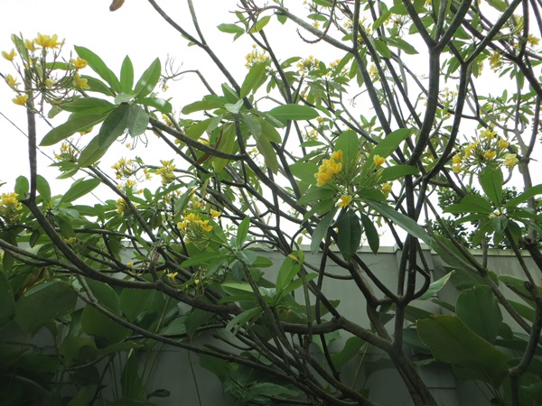 Jasmin